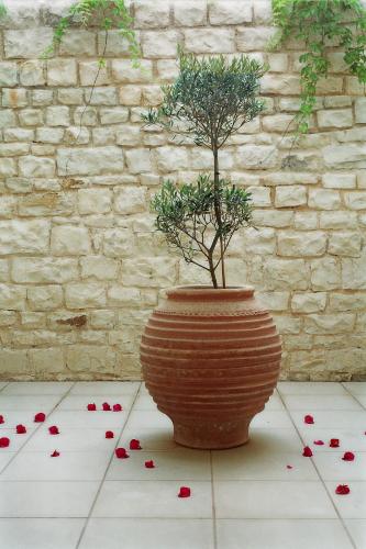 a plant in a pot on a floor with roses at Corinna Mare in Kalamaki Chanion