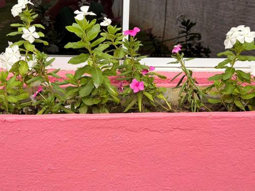 a pink planter with pink and white flowers in it at Family Space - Chacara Rosa Beautiful and Comfortable in Cuiabá