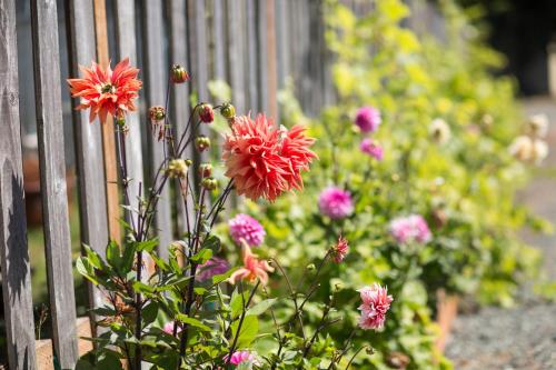 a bunch of pink flowers next to a fence at Sheltered Nook On Tillamook Bay in Bay City