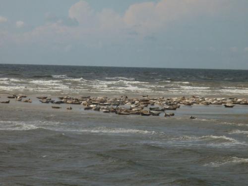 a flock of birds standing on the beach at Apartment Nice Holidays by Interhome in Pellworm