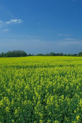 a field full of yellow flowers in a field at Apartment Schule 8 by Interhome in Windeby