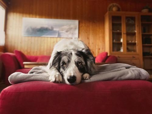 a dog laying on top of a couch at Holiday Home Barbara by Interhome in Kittlitz