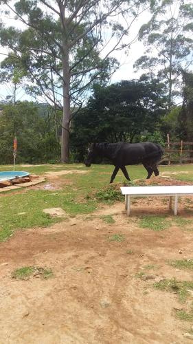 een zwart paard dat naast een bankje loopt bij Caveira oficiall in Mairiporã