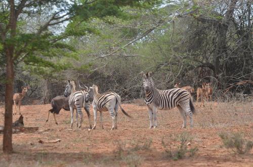 a group of zebras and other animals in a field at Bushbaby Lodge & Camping in Hluhluwe