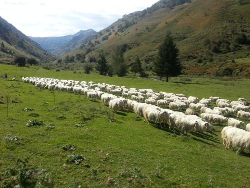 a herd of sheep walking in a field at Gîte de montagne du Plateau de Lhers- Accueil randonneurs in Accous