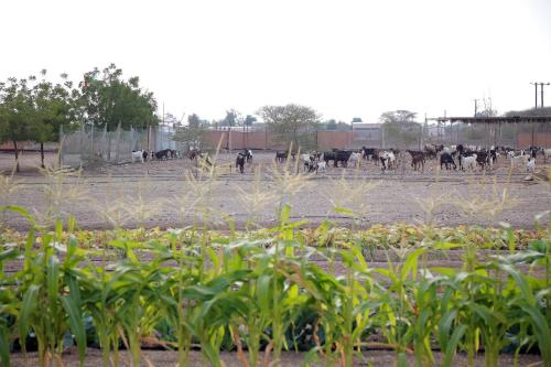 a group of cows in a dirt field with plants at Farm house with all facilities in Al Dhaid , sharjah in á¸¨aÅŸat al BidÄ«yah