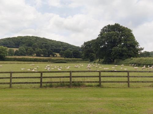 een kudde schapen die grazen in een veld achter een hek bij Parkers in Mathon