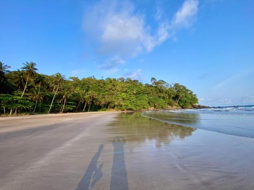 a sandy beach with trees on the shore at 7 Ventos in Alto Douro