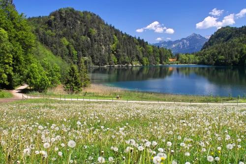 a field of flowers in front of a lake at Hotel Restaurant Alatsee in Füssen