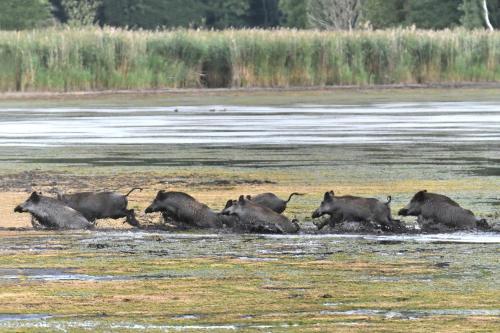 a group of elephants playing in the water at Tiny House am Waldrand in Heideblick