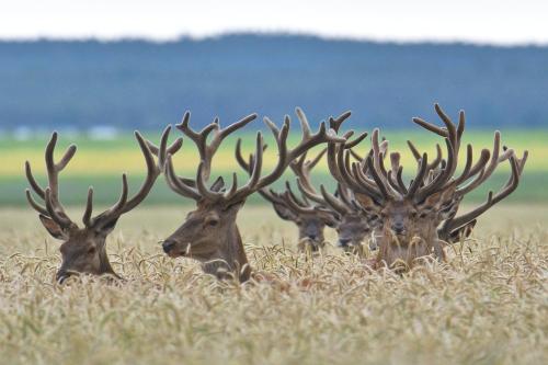a group of deer in a field of tall grass at Tiny House am Waldrand in Heideblick