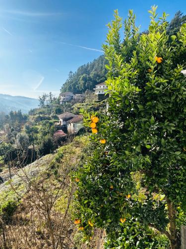 a tree with oranges growing on it on a hill at Mountain View Guest House,Geres in Geres