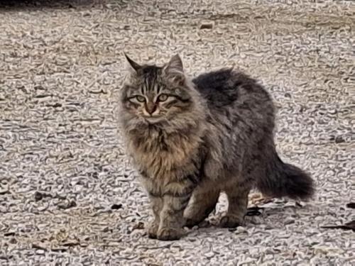 Ospiti di Il Doganiere con animali domestici