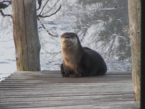 a otter sitting on a wooden deck at Shambhala Bed and Breakfast in Buckhorn