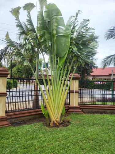 Eine Palme im Gras neben einem Zaun in der Unterkunft Casa Regina in Lusaka