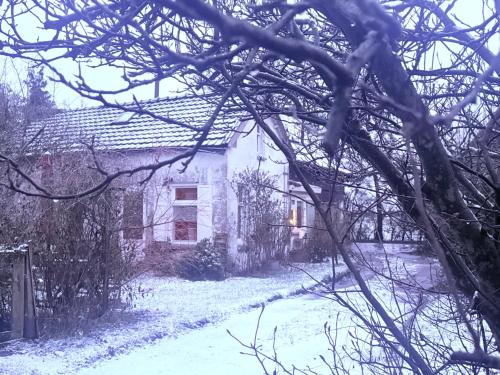 Slowflower durante l'inverno