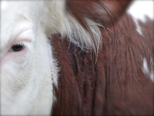 a close up of a brown and white cow at Taverna Centomani in Potenza
