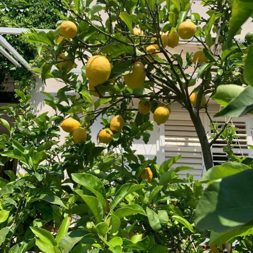 Apartament Lemon