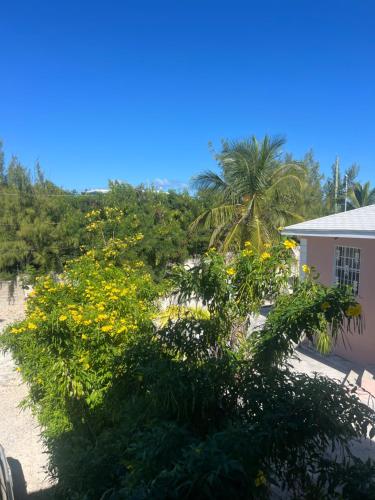 a bush with yellow flowers in front of a house at Steps Away from Adventure -2bedroom & 2 Bath in Turtle Cove