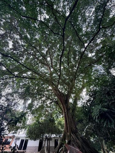 a large tree in a park with people sitting under it at Villa Esther - Finca campestre en Mesitas del Colegio in El Colegio