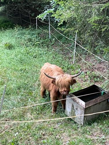 Dieren bij het appartement of in de buurt