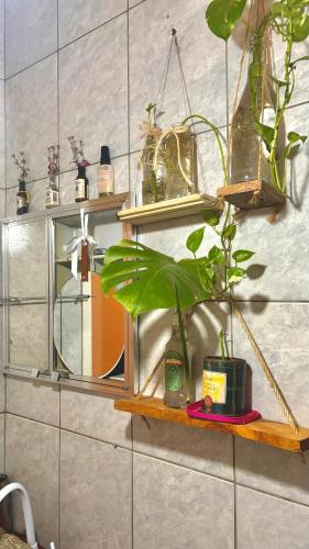 a shelf with plants and a mirror on a wall at Casa Refúgio Cataratas - Perto das Principais Atrações e do Aeroporto in Foz do Iguaçu
