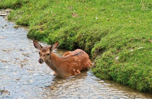 a baby deer standing in a stream of water at Gästezimmer Buchegger in Krumbach Markt