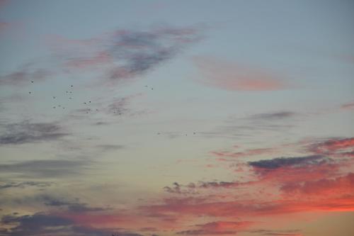 a cloudy sky with a lot of birds in it at La Combriccola in Santarcangelo di Romagna