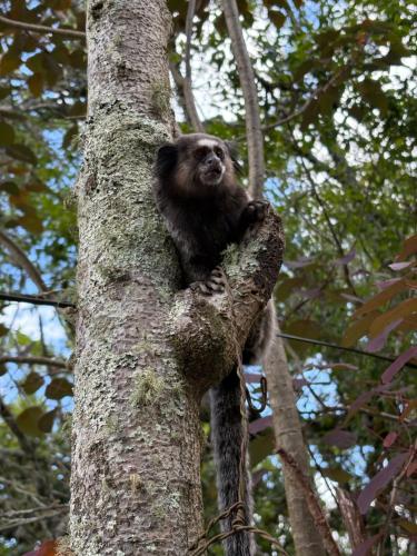 a black bear is climbing a tree at Pousada Dom Luiz in Ouro Preto