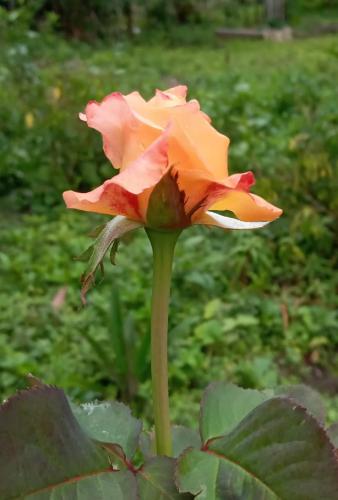 Gallery image of Suite Campestre Sauna Jacuzzi in Palo Verde