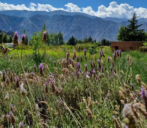 a field of purple flowers with mountains in the background at Refugio de Olivia in Juella