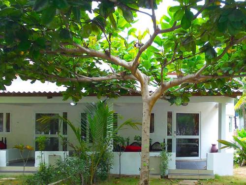 a white house with a tree in front of it at Hotel Village Vacances Awale Plage in Grand-Popo