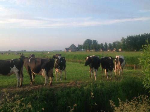 a herd of cows standing in a field at Chalet Ben in Broek in Benningbroek