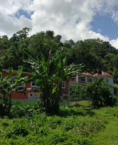 a palm tree in front of a house at Polish Princess Guest House in Port Antonio