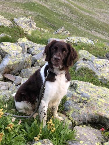 a brown and white dog sitting on some rocks at Apart Lutz in Prutz
