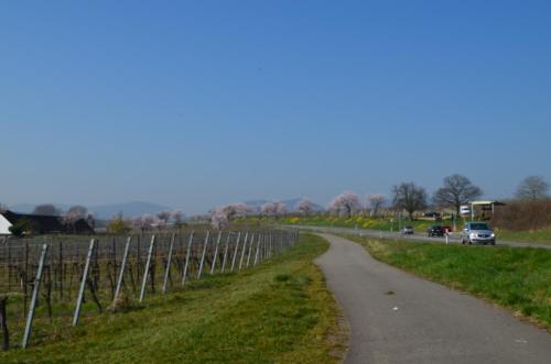 a road in the middle of a vineyard at Castell Hotel & Restaurant in Leinsweiler