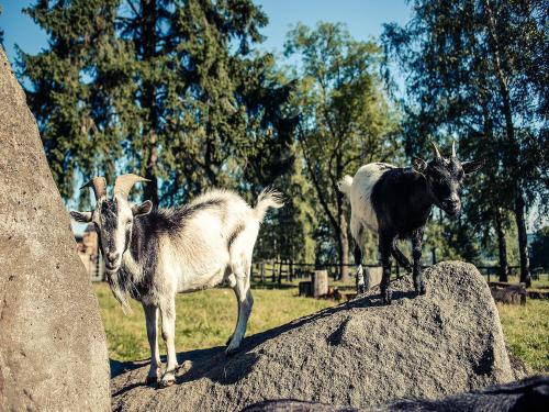 two goats standing on top of a rock at Pension Dymník in Rumburk