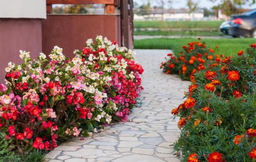 a bunch of flowers in front of a building at Pensiunea Nobila in Beclean