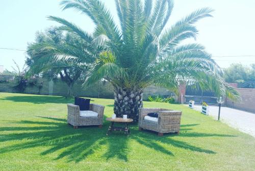 two chairs and a palm tree in a yard at Villa Elegance in Ladispoli