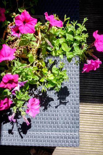 a pot of pink flowers in a lego planter at Hotel Diamonds and Pearls in Antwerp