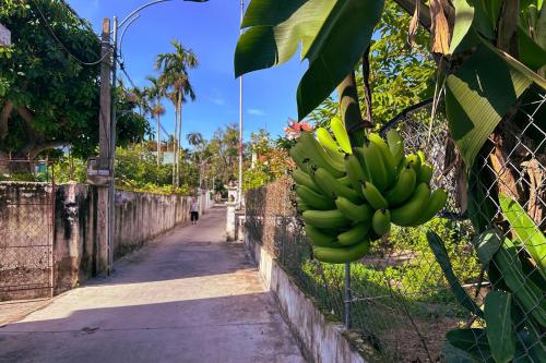 a bunch of bananas hanging from a fence at Ecohost Hai Trung in Háº£i Háº­u