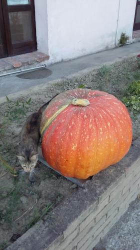a cat is sitting next to a large pumpkin at Agriturismo Boschi in Reggiolo