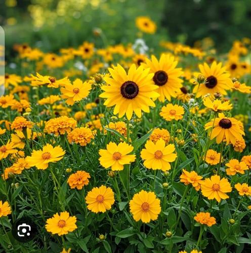 En have udenfor Budget private Room, Wifi