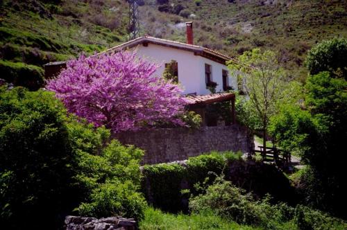 a house with a purple flowering tree in front of it at Riojania Traditio Mountain in Munilla