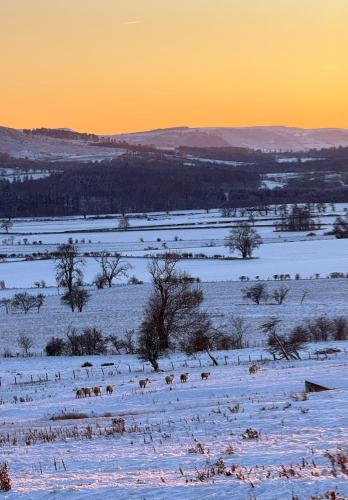 a snow covered field with animals in the distance at Turnpike House in Glanton