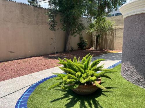 a potted plant sitting on the grass in a yard at Cerca de todo en San Jerónimo in Monterrey