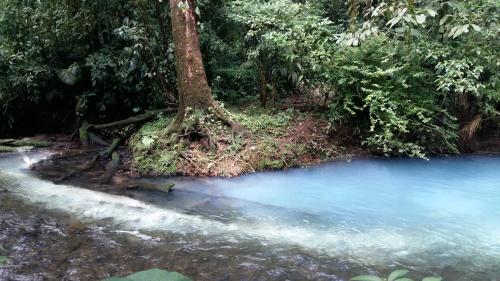 a tree next to a river with blue water at Celeste Mountain Lodge in Bijagua