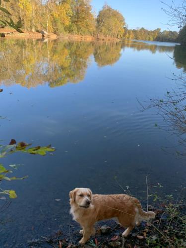 een hond die voor een waterlichaam staat bij Le Manoir des Rochers in Bouère