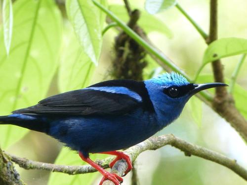 a blue bird perched on a tree branch at Celeste Mountain Lodge in Bijagua