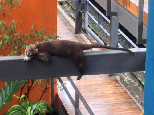 a brown bear laying on a ledge at Celeste Mountain Lodge in Bijagua